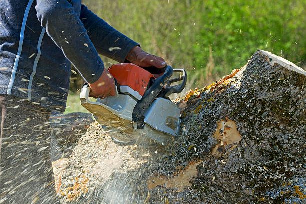 Best Stump Grinding and Removal  in Morganville, NJ